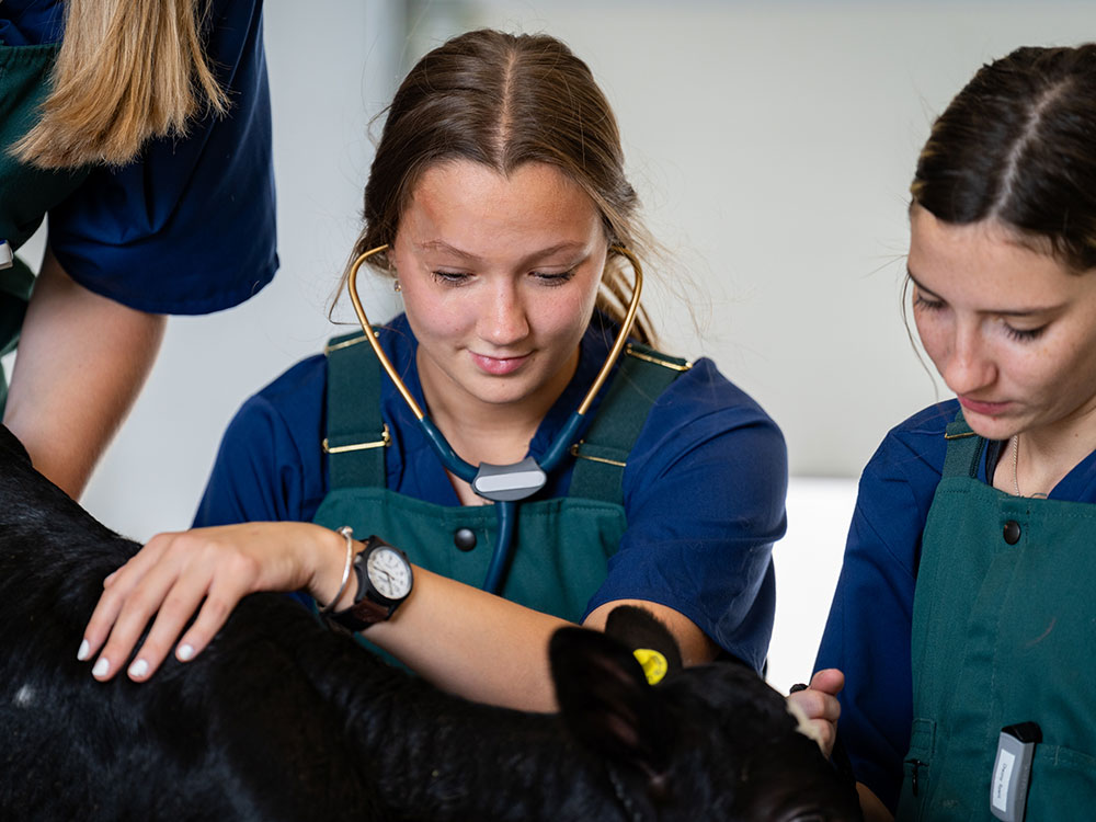 female vet tech students checking on a calf