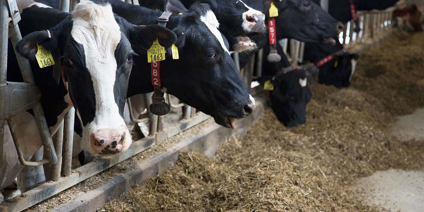 Row of cows in the Calmar Dairy Center peaking through the front of their stalls.